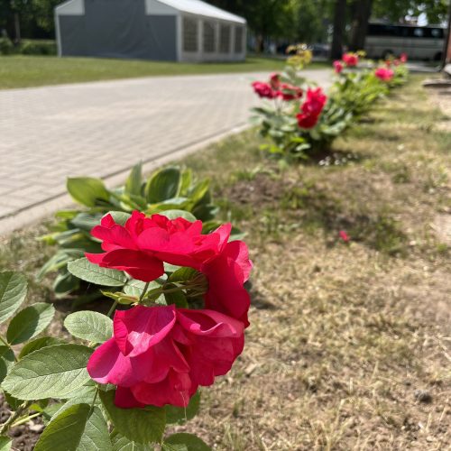 Skolas pagalmu rotā skaistas un smaržīgas rozes